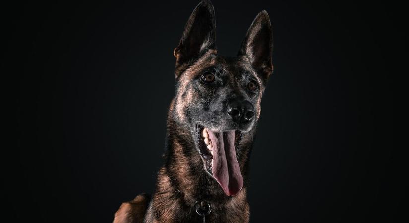 Sokévi szolgálat után nyugdíjba ment Tico, a különleges rendőrkutya (FOTÓK)