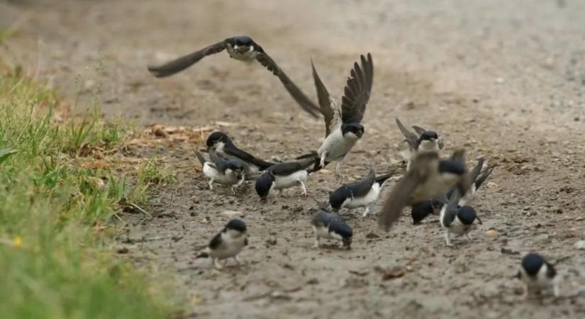 Nagy bajban vannak a fecskék, de közös összefogással még segíthetünk rajtuk