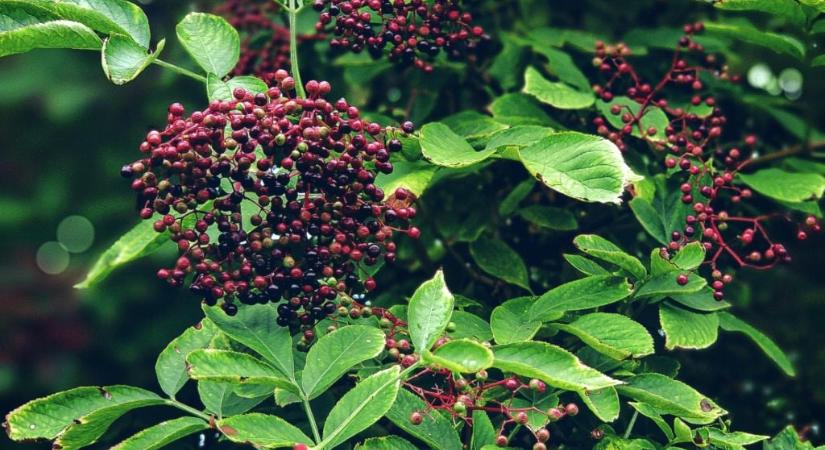 Évekig nem vettek észre egy holttestet a magyar határ közelében egy bokor miatt