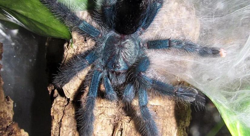 Sokkot kapott a mozdonyvezető: 20 élő madárpókot talált a vonaton