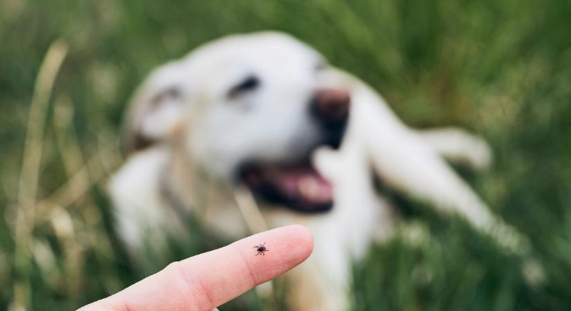 Kullancs ment a bőrödbe? Csak szórd meg ezzel, és 20 percen belül magától kimászik