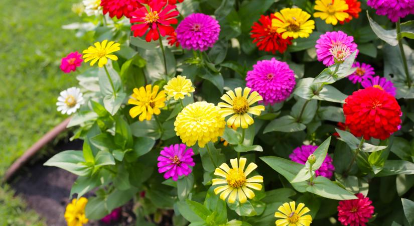 Miért ülteti most mindenki ezt a könnyen nevelhető, színpompás virágot – és miért érdemes neked is?