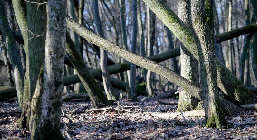 Szomjaznak az erdők