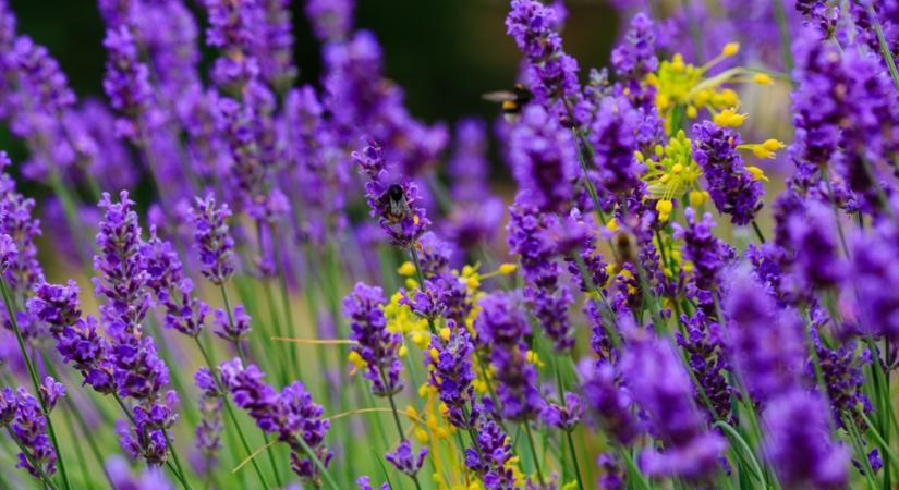 Így lesz dús és illatos a levendulád