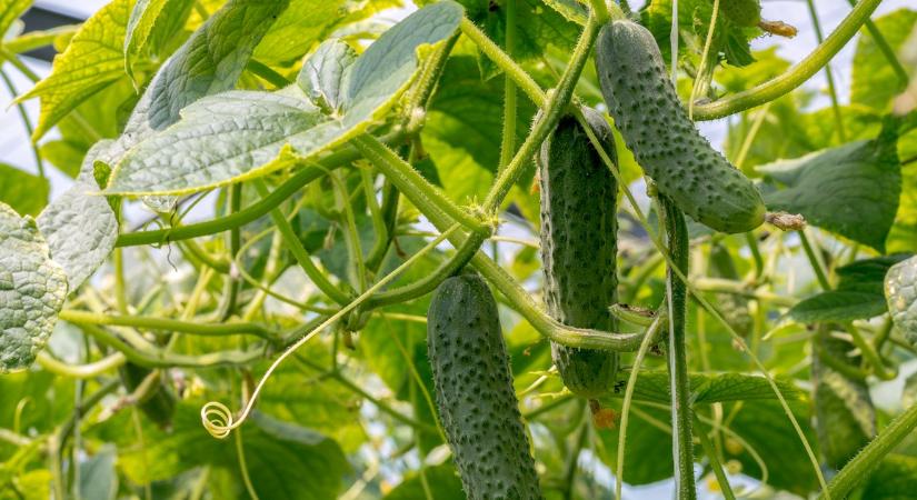 Kertész nagyapám minden évben ezt teszi az uborkákkal, és dupla annyi termést szüretel