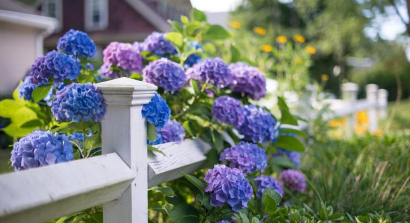 Ebben a kvízben csak virágokat kell felismerni képek alapján, mégis nehéz 10-ből 10-re jól válaszolni