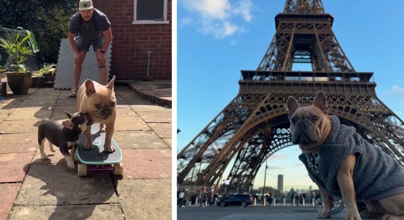 Miután megtudta, mennyit kereshet a kutyájával, felmondott a munkahelyén a brit asztalos