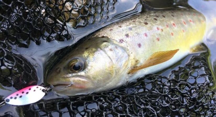 Kísérleti jelleggel: bővül a kíméleti szakasz