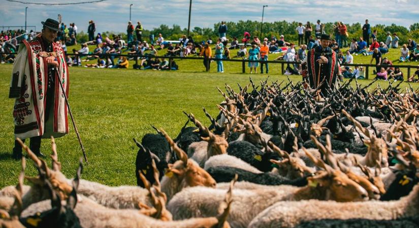 Hoppá! Újra lesz kihajtás a Hortobágyon, nem is akármilyen programokkal térnek vissza!