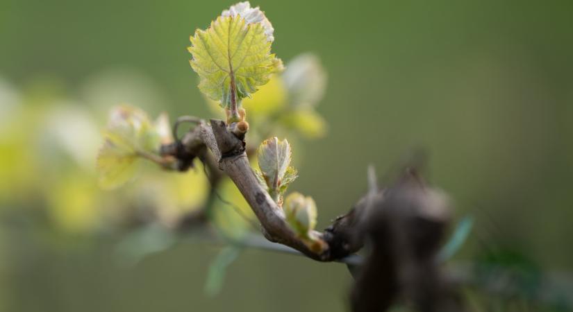 Elszoktunk már ettől, vasárnap jön a fekete leves