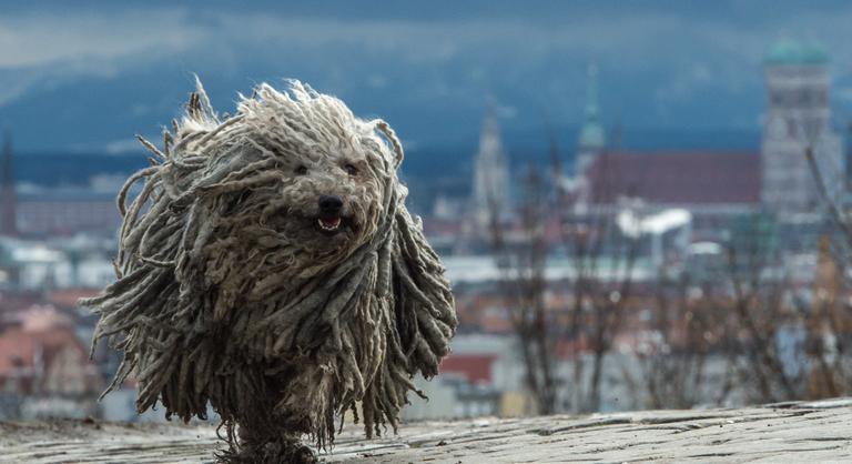 Évszázadok alatt lett a magyarok legjobb barátja a puli