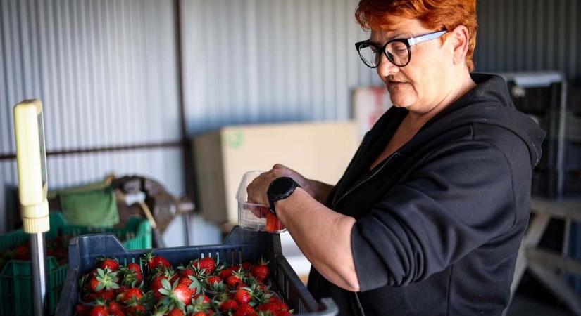 Eperből a hazai az igazi, a piacon van már belőle és nem csak mutatóban (galéria)