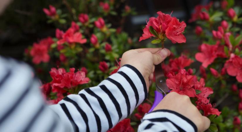 Ez lesz 2026 slágernövénye – már most mindenki ezt ülteti