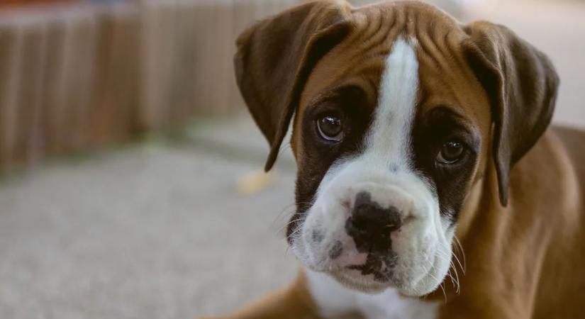 Mindenki szeme könnybe lábadt: így fogadta a kutya, hogy nincs meg a gazdája