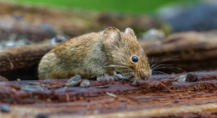 Vírusokat terjesztenek – mégis megmenthetnek minket az állatok?
