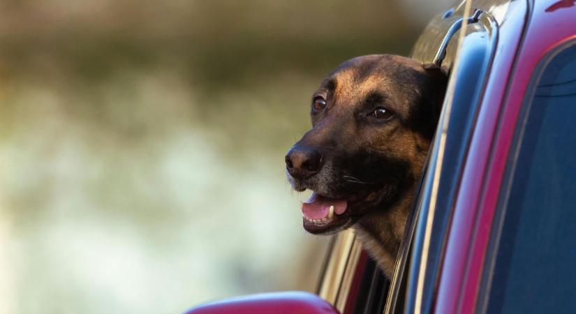 Hihetetlen történet: a kutya hívta segítségül a járőröket