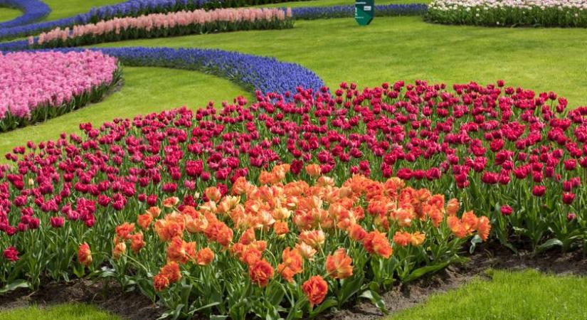 Most kell csomagolni, ha a pompás virágzást megcsodálnád: ezek a legjobb tulipánkertek Hollandiában