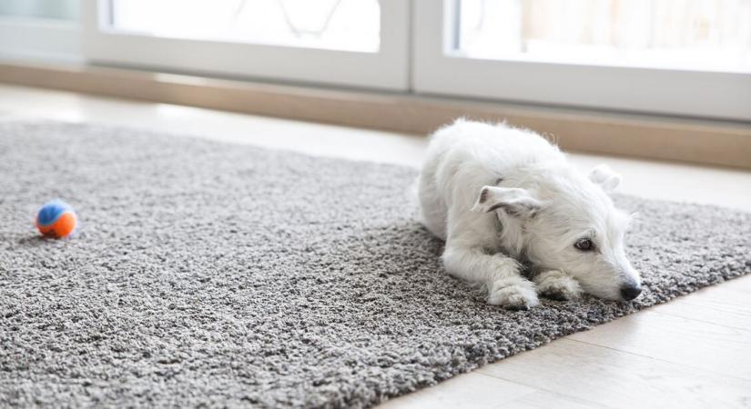 Mit jelez, ha sokat vakarózik a kutya? – 7 betegségtünet, amit sok gazdi észre sem vesz