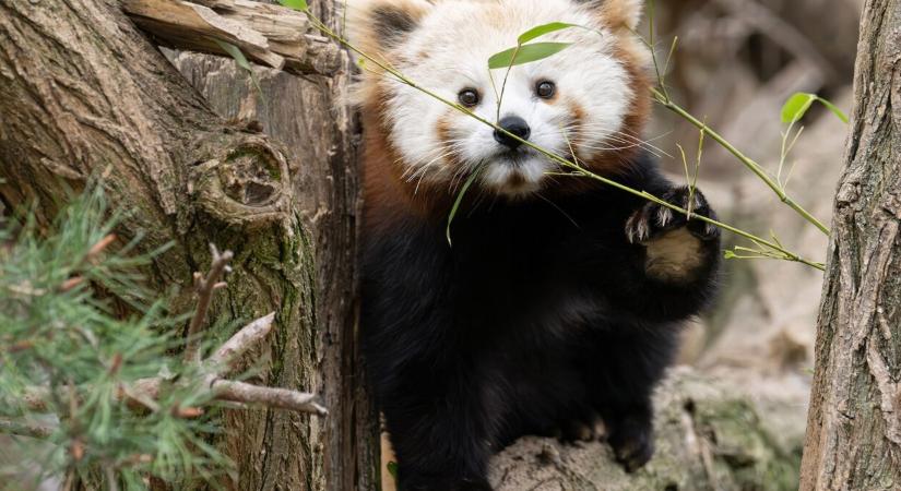 Edukáció és fajmegőrzés Bécsben