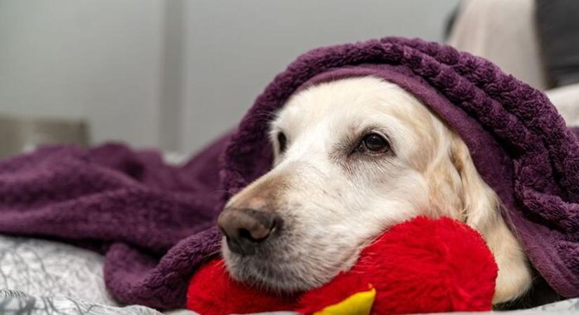 Biztonságos a kutyáknak gyümölcsöt adni? Utánajártunk!