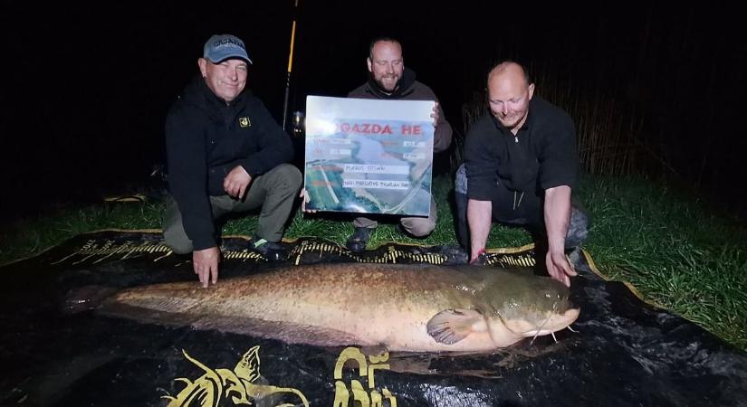 Halszörny: emberméretű harcsa akadt horogra Kisgyalánnál - fotó
