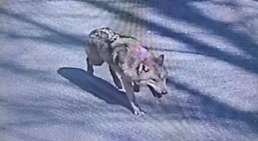 Kilenc nap után megmenekült az állatkertből elszökött farkas, aki miatt a dél-koreai elnöknek is meg kellett szólalnia