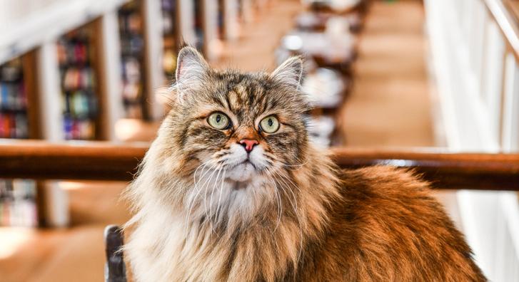 Bolyhos macska a könyvtár négylábú őre, ezért rajong érte minden diák