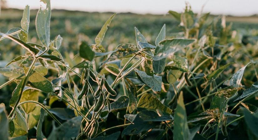 Veszélyben a magyar szójaexport? Ausztria letarolta az uniós piacot