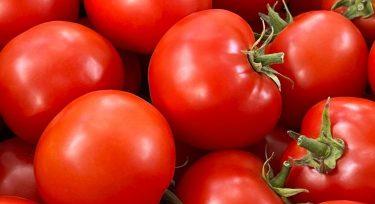 Paradicsomgyár épült a sivatagban: ezt tudja az új üzem