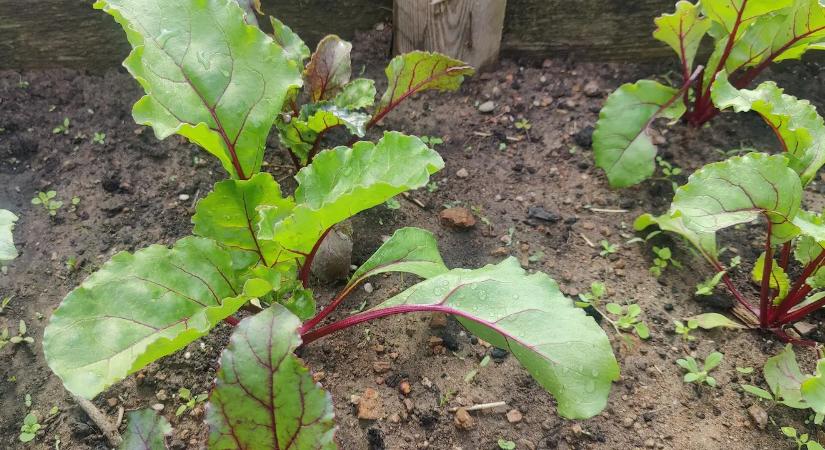 Gyökérzöldségek termesztése: ezt ne rontsd el, különben oda a termés!