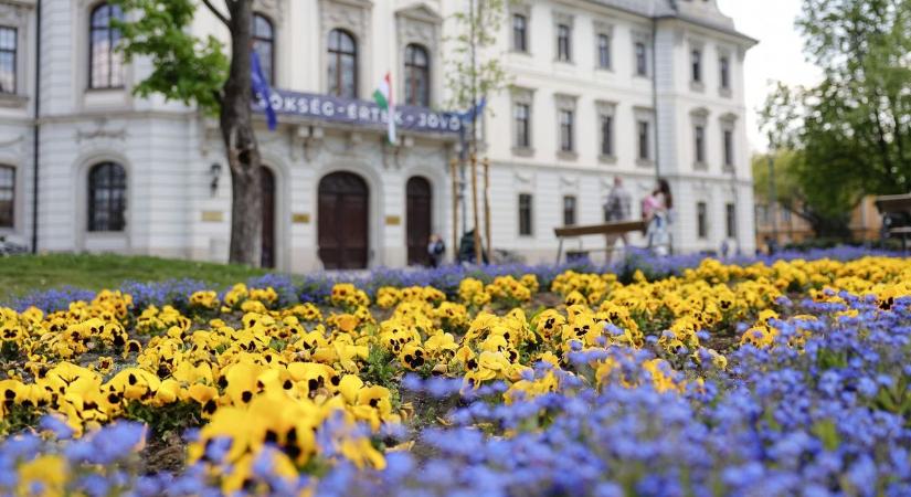 Tavaszi virágözön Egerben: színesbe öltözött a belváros