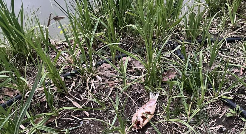 Békás-tavi halpusztulás: természetes folyamat