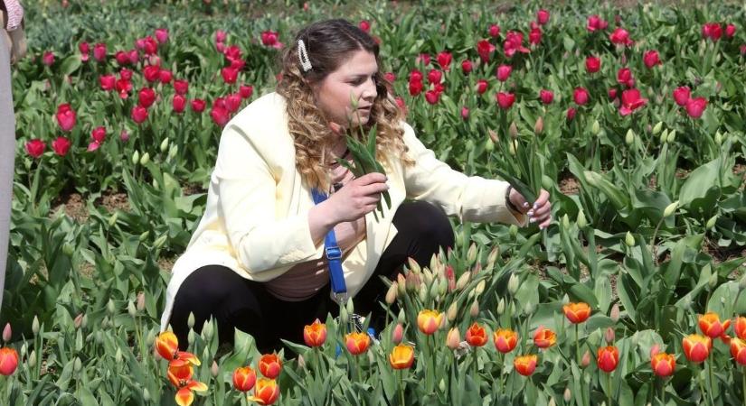 Vasárnap az ország legnagyobb tulipáncsokrát szeretnék megalkotni Szőlősgyörökön – te is részese lehetsz!