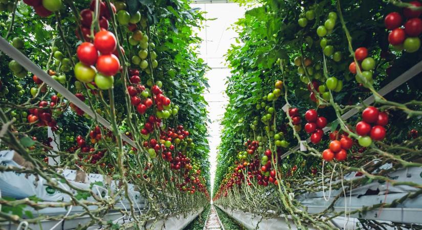 19 millió eurós üvegház épül a szomszédban: brutális zöldségdömping jöhet