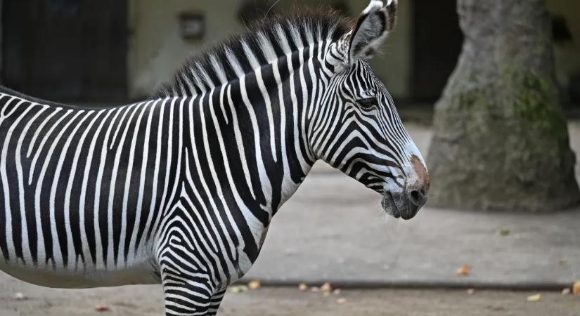 Hadházy: A Mészároshoz köthető vadásztársaság már kilenc éve tart zebrákat, köztük Pizsit, Szuszit és Tihamért