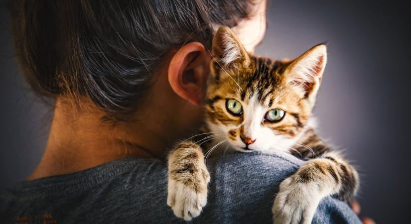 A macskák rejtett érzékenysége - ezt okozza a stressz a szervezetükben