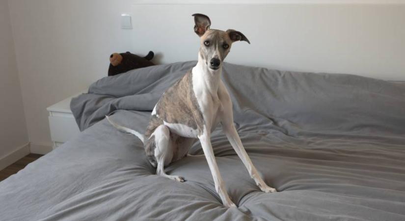 Odavan az internet a hastáncos agárért: zseniálisan cuki, ahogy rázza