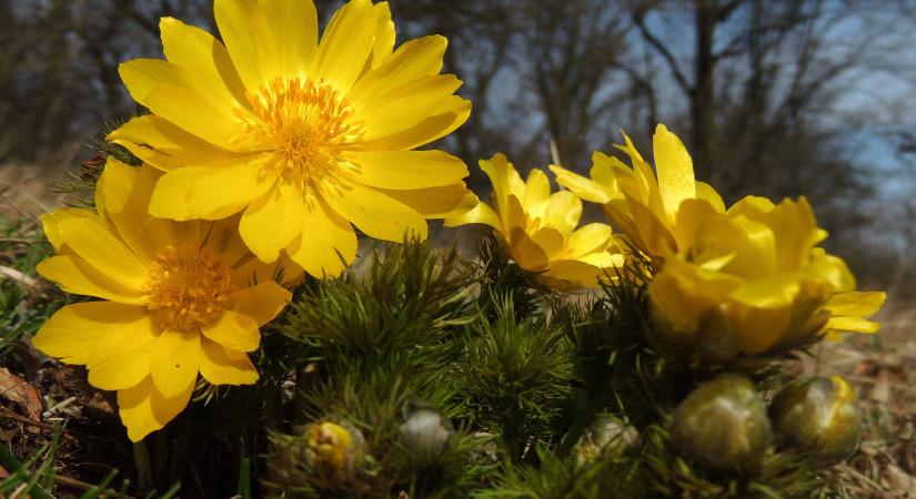 Védett növényeink: a volgamenti hérics