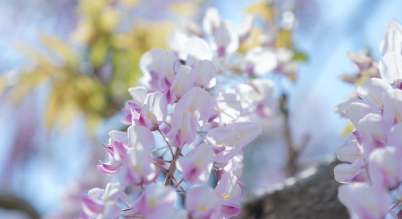 Pénteken volt az év eddig legmelegebb napja: nemsokára érkezik a feketeleves