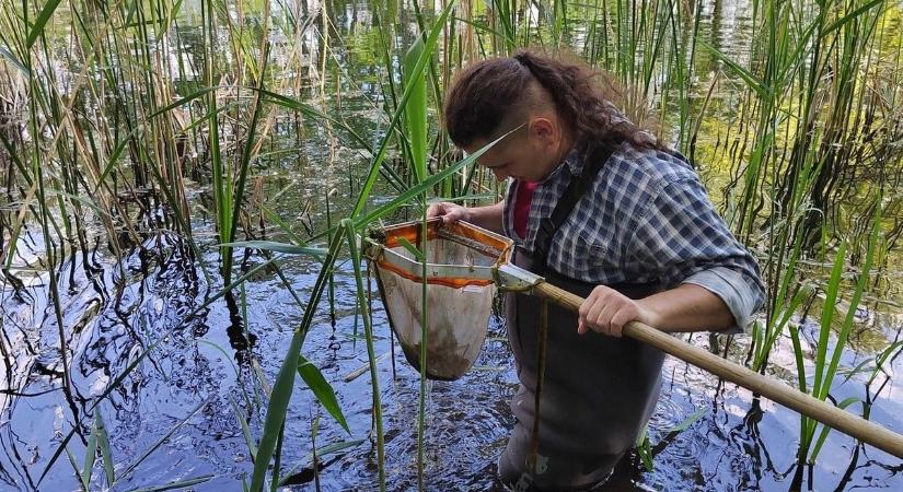 Ha tudni akarjuk, mekkora a baj, elég, ha megnézzük a gerinctelenek életét