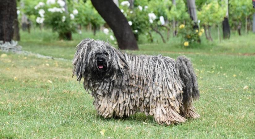 A komondor őriz, a puli irányít – A tökéletes párosítás, ami évszázadokig működött