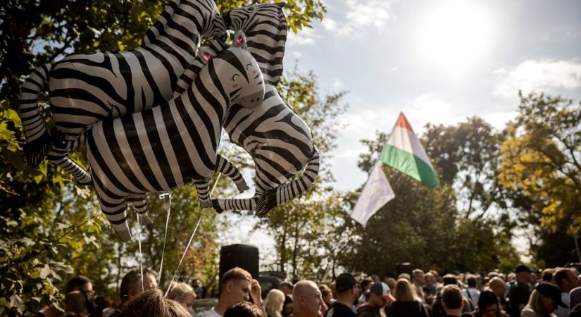 Hadházynak válaszolt a NÉBIH: Tíz zebra van a Mészáros Lőrinchez köthető vadásztársaság tulajdonában