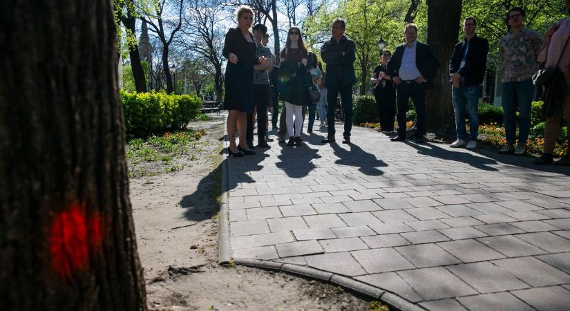 Nagy pöttyöt kaptak azok a matuzsálem fák, melyeket kivágnak az emblematikus fasoron  fotók, videó