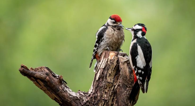 Így óvd a fáid a harkályoktól