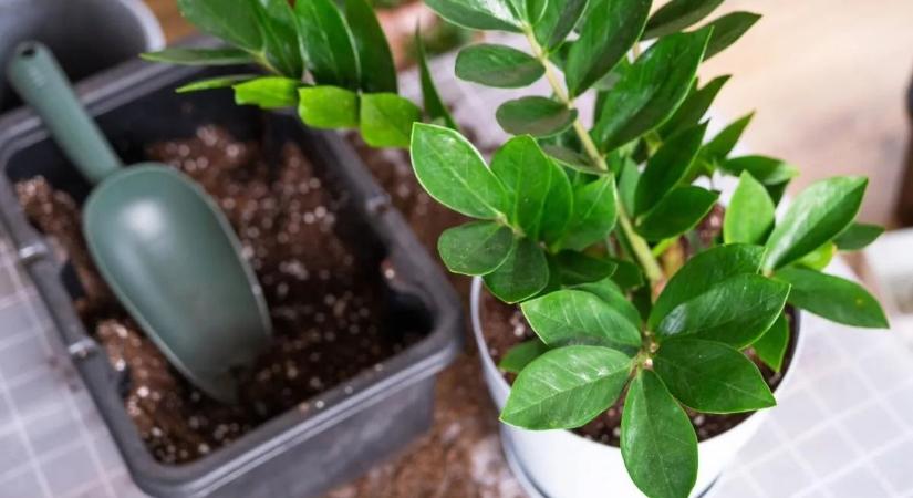 Filléres trükk: Egyetlen konyhai hulladék menti meg a virágaidat!