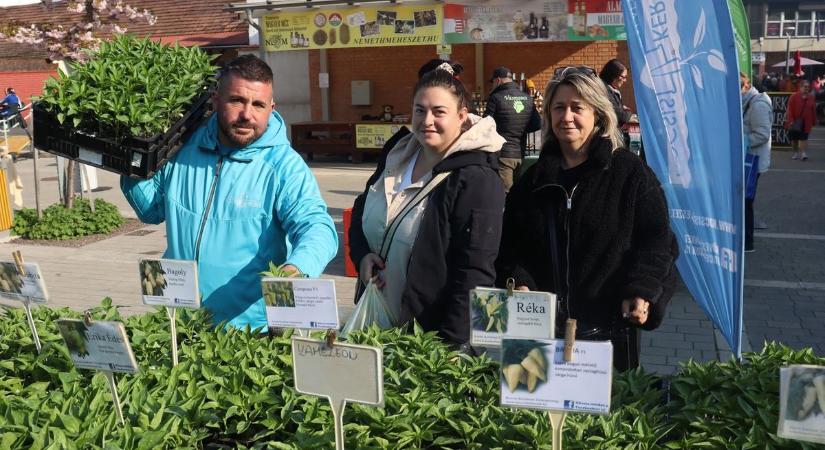 Palántadömping a zalaegerszegi piacon – mutatjuk az árakat, és még a csigák ellen is jó tippet adunk (galéria, videó)