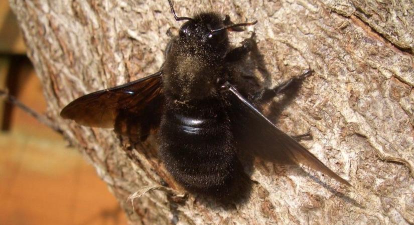 Kék, óriás és rémisztő: mit érdemes tudnod a fadongóról?
