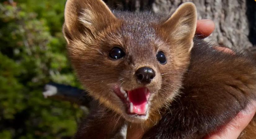 Így tartsd távol végleg a nyestet a kertedtől