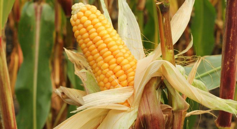 Kiszorul a napraforgó az ukrán földekről: ez áll a váratlan fordulat hátterében