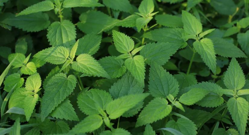 Most érdemes csalánt gyűjteni – így nem lesz fájdalmas a szüret